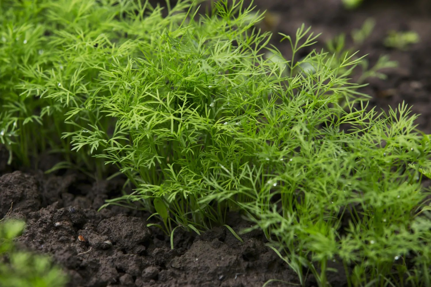 Dill plant