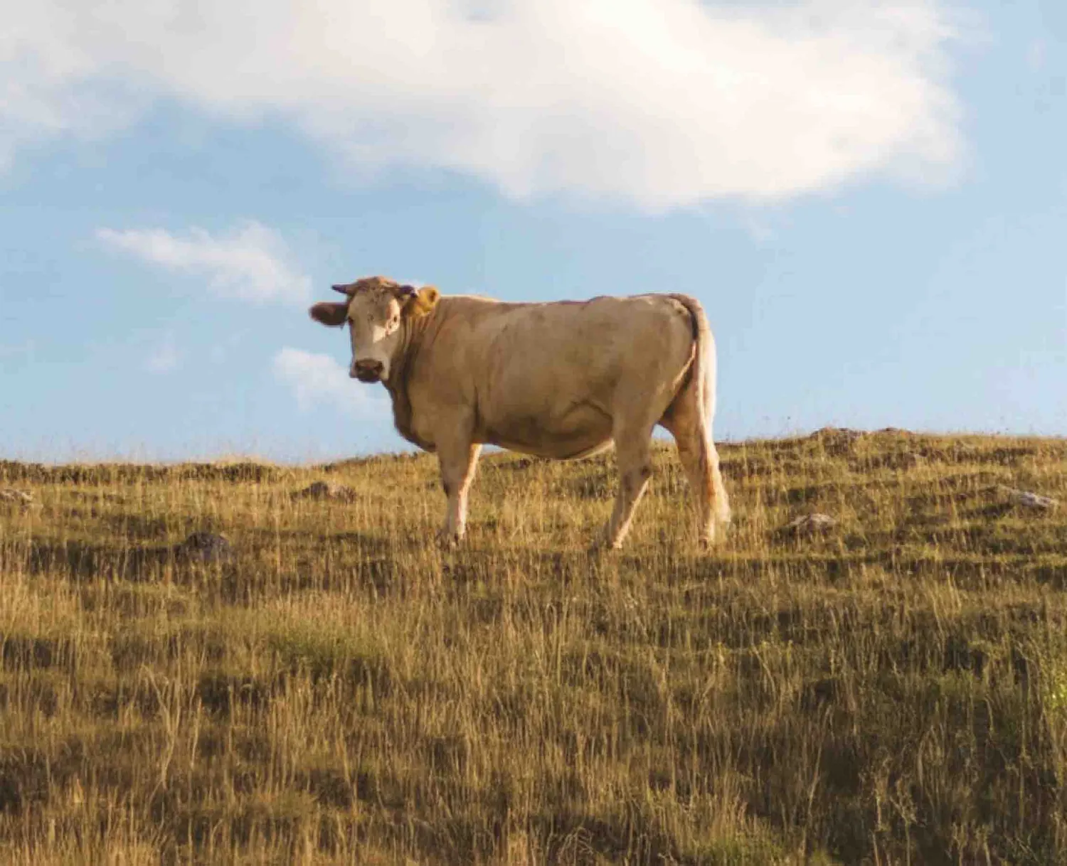 A cow