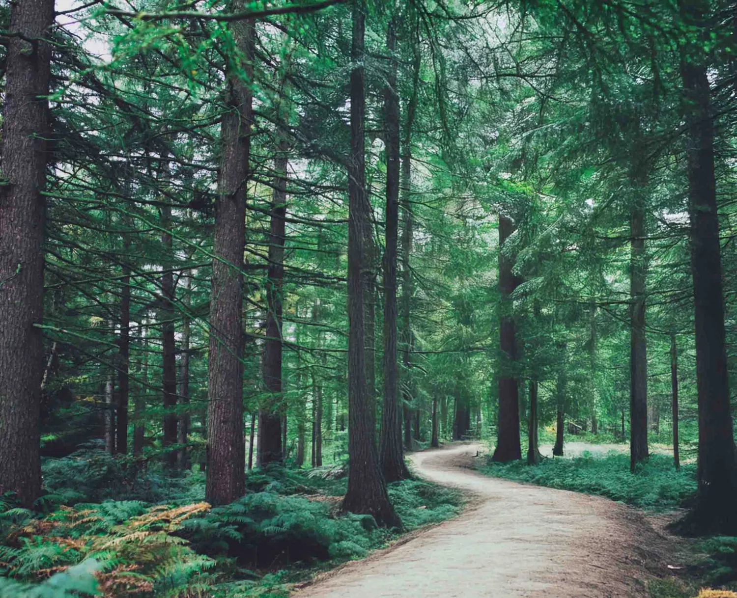 Photo of a forest